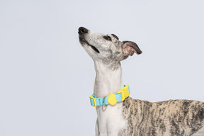 Waterproof PVC dog collar cute pretty easy to clean
